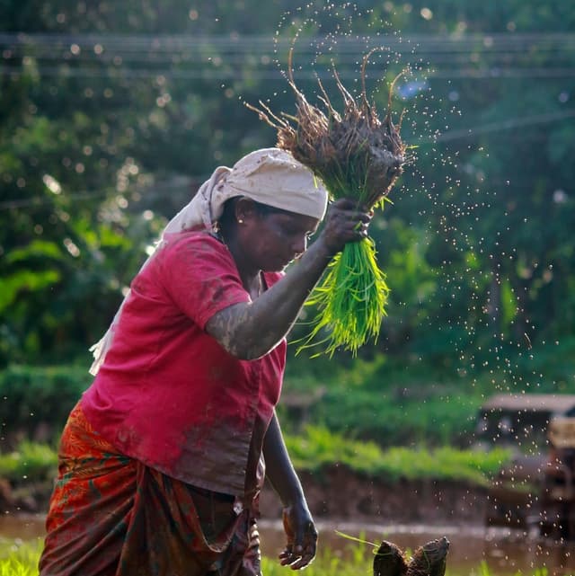 farmer